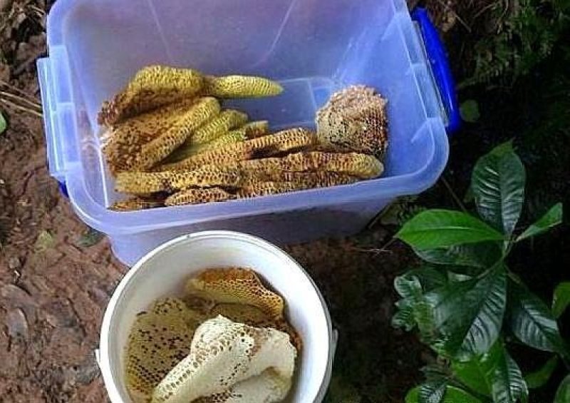 纯野生蜂蜜，纯度高，品质优，货真价实