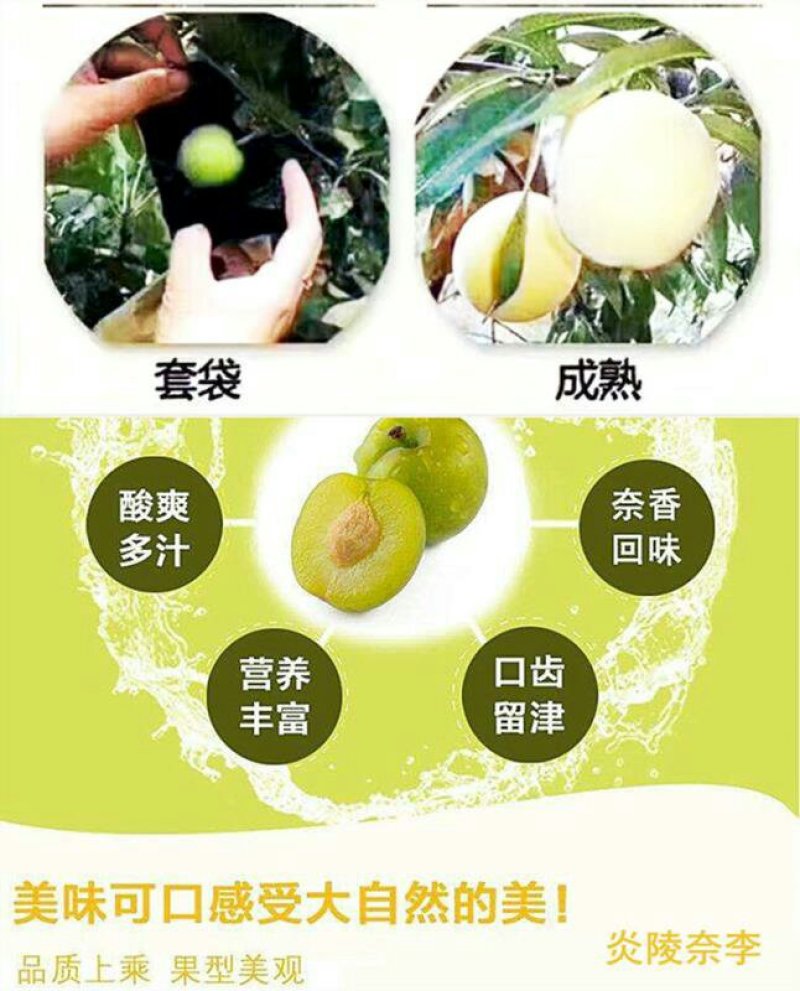 正宗炎陵柰李现摘现发黄金奈梨桃形脱核李子包邮