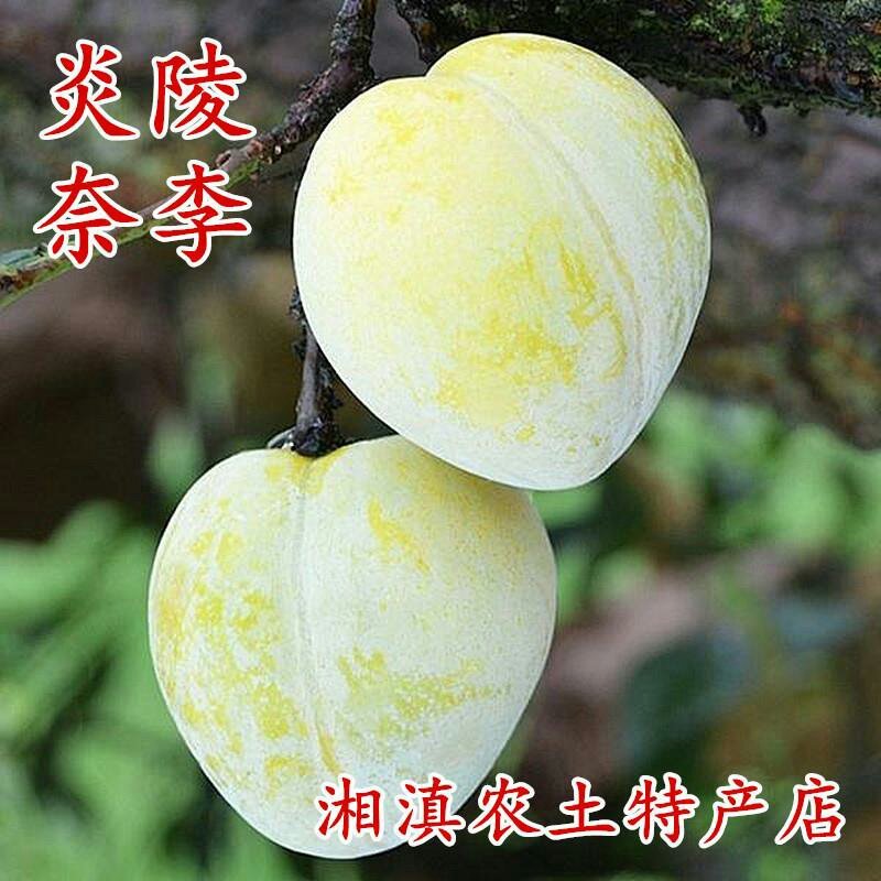 正宗炎陵柰李现摘现发黄金奈梨桃形脱核李子包邮