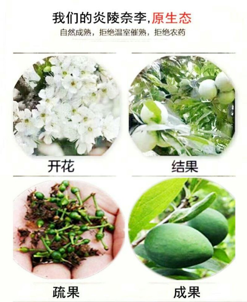 正宗炎陵柰李现摘现发黄金奈梨桃形脱核李子包邮