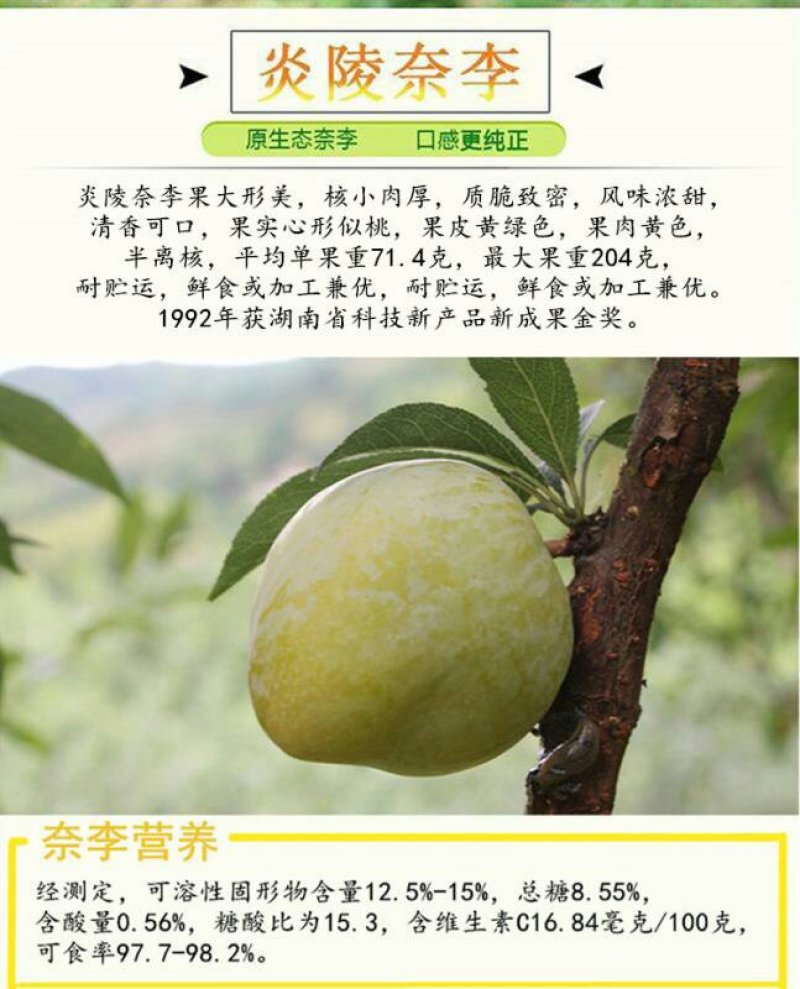 正宗炎陵柰李现摘现发黄金奈梨桃形脱核李子包邮