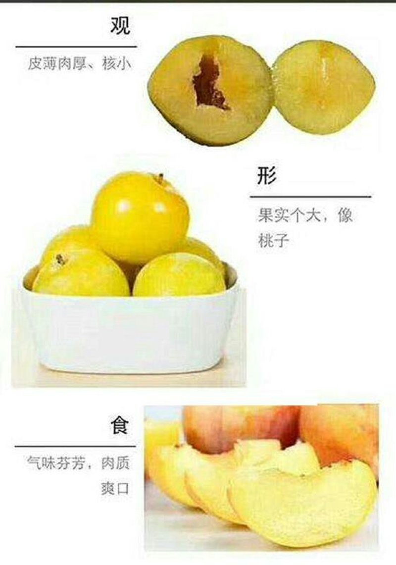 正宗炎陵柰李现摘现发黄金奈梨桃形脱核李子包邮