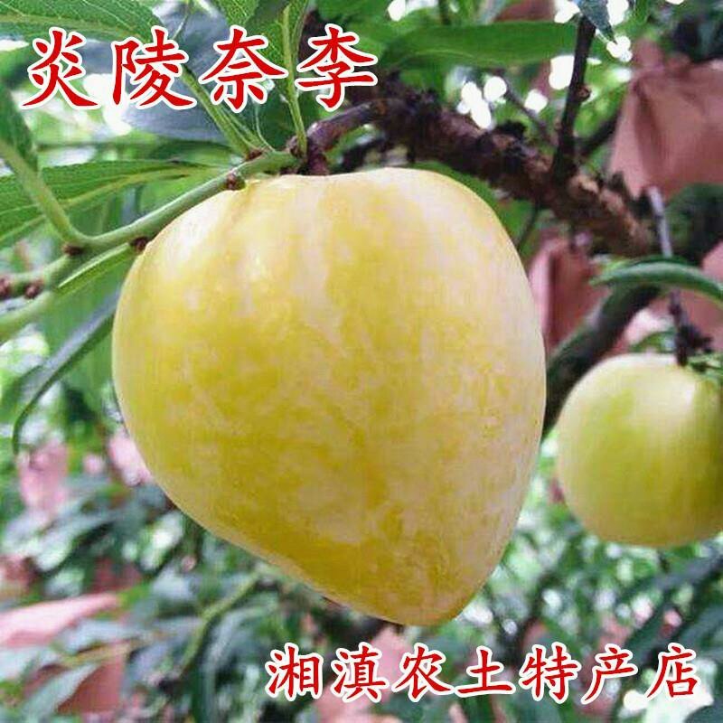正宗炎陵柰李现摘现发黄金奈梨桃形脱核李子包邮