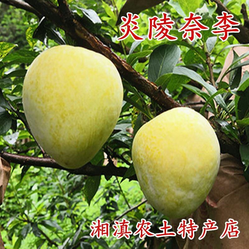 正宗炎陵柰李现摘现发黄金奈梨桃形脱核李子包邮