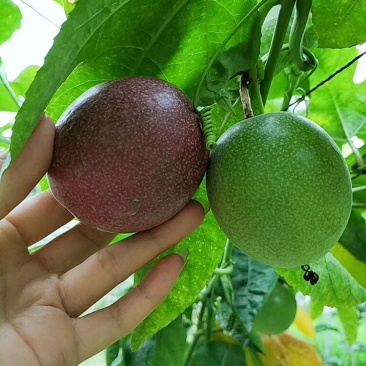 百香果