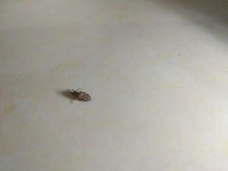 野生金沙牛，假一陪百，