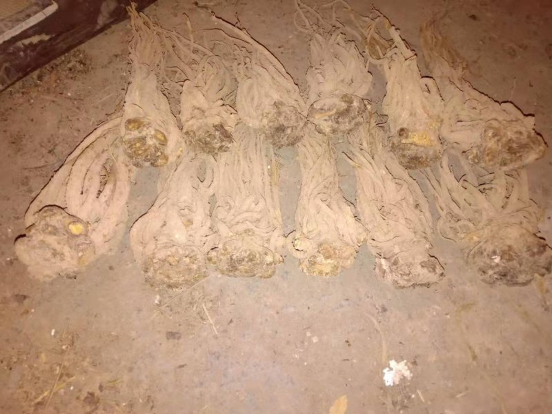 甘肃土特产岷县当归