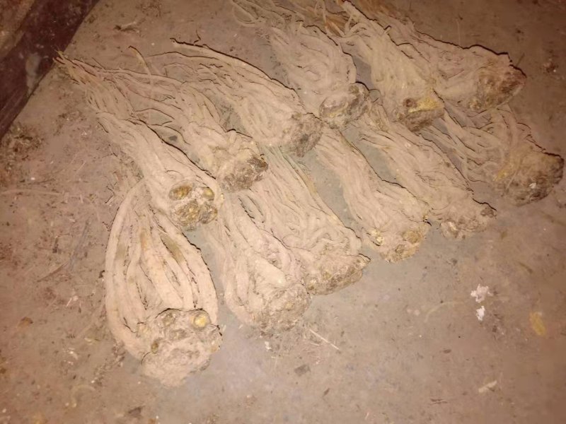 甘肃土特产岷县当归