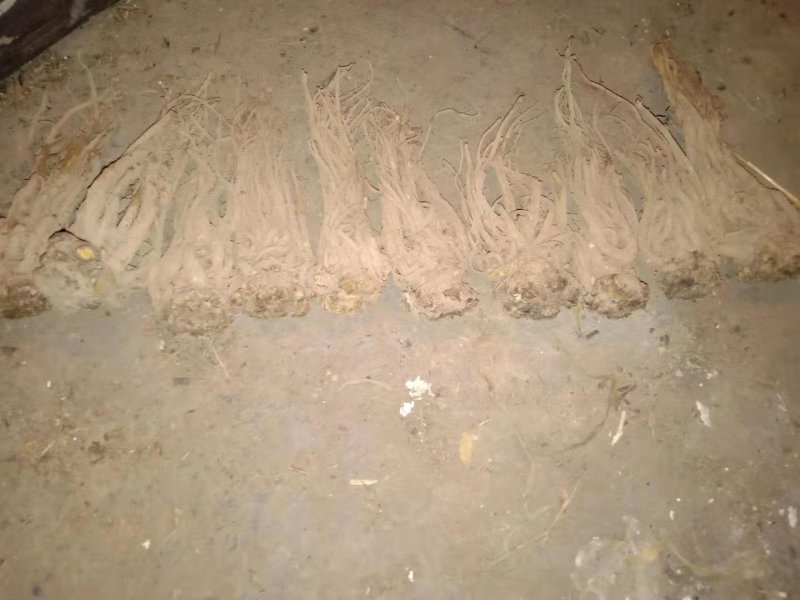 甘肃土特产岷县当归
