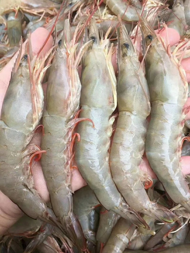 天然虾干