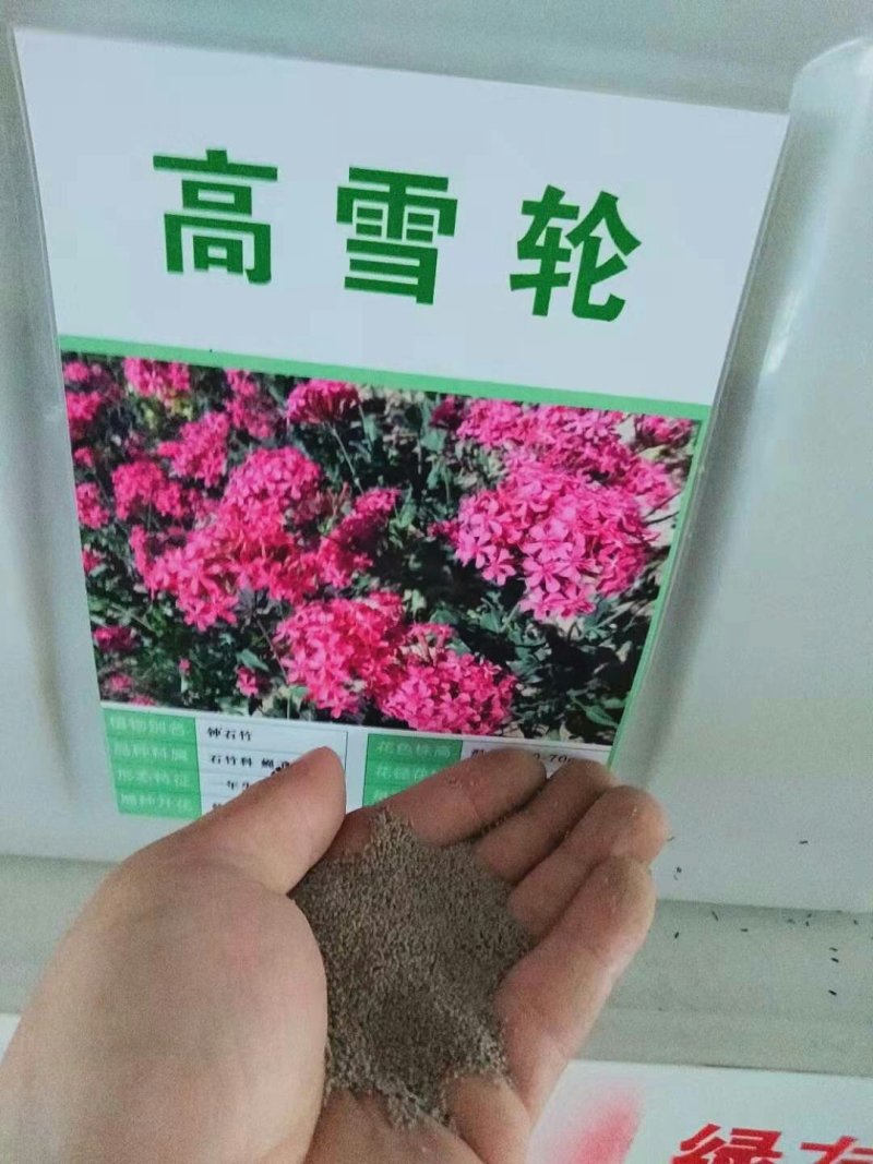 高雪轮种子大蔓樱花耐寒地被花坛盆栽花卉种子园林绿化种子