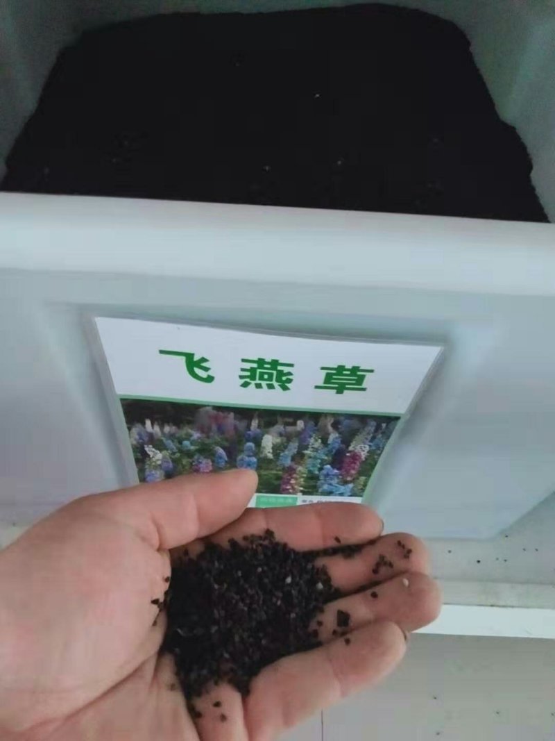 飞燕草种子庭院室外四季种易耐寒绿化花卉种子量大优惠