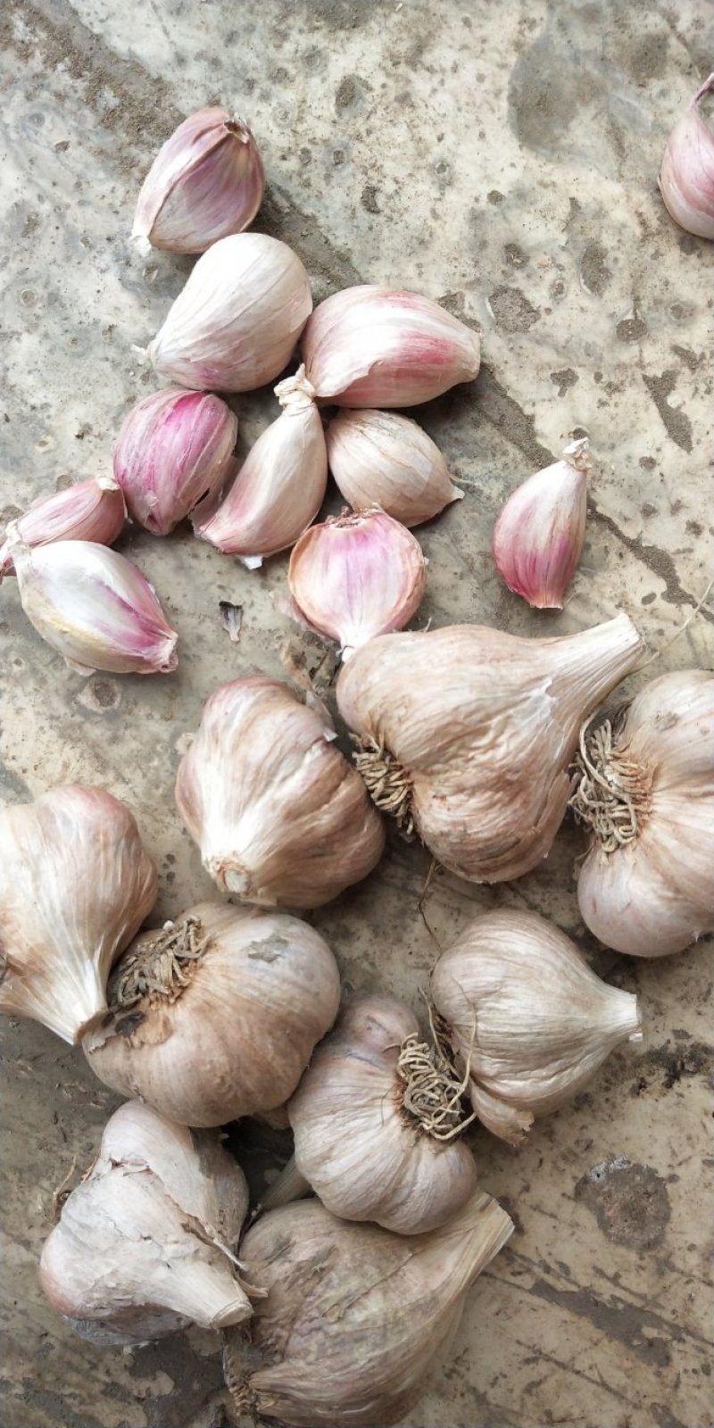 大蒜种硬叶蒜软叶蒜苗蒜苔蒜（产地直供）