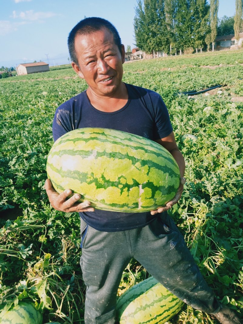 （好货推荐）新疆金城五号西瓜瓜大甘甜质量保证产地直