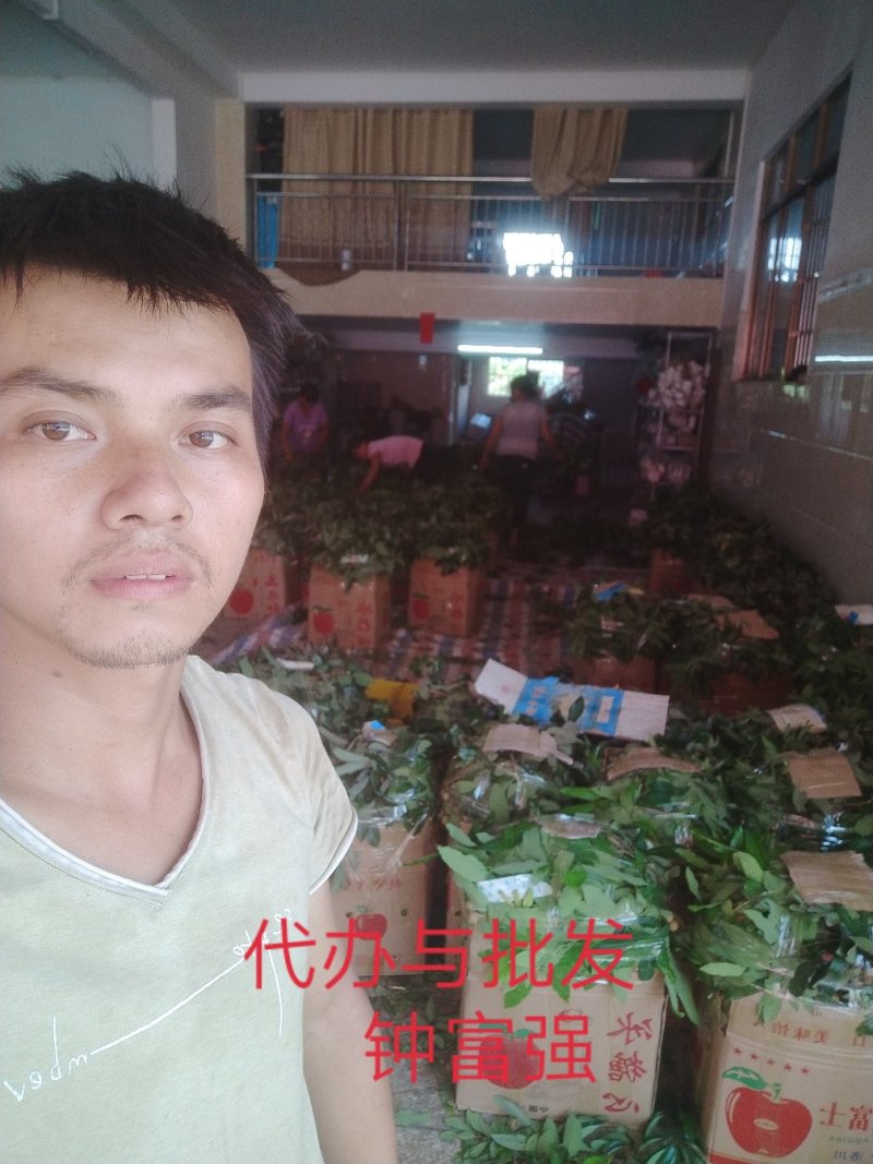 石硖储良龙眼乌圆桂圆电商平台原产地值供