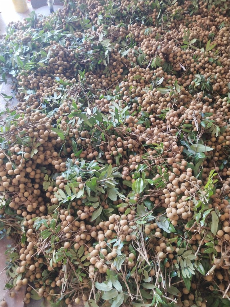 石硖储良龙眼乌圆桂圆电商平台原产地值供