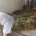 石硖储良龙眼乌圆桂圆电商平台原产地值供