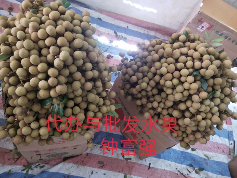 石硖储良龙眼乌圆桂圆电商平台原产地值供