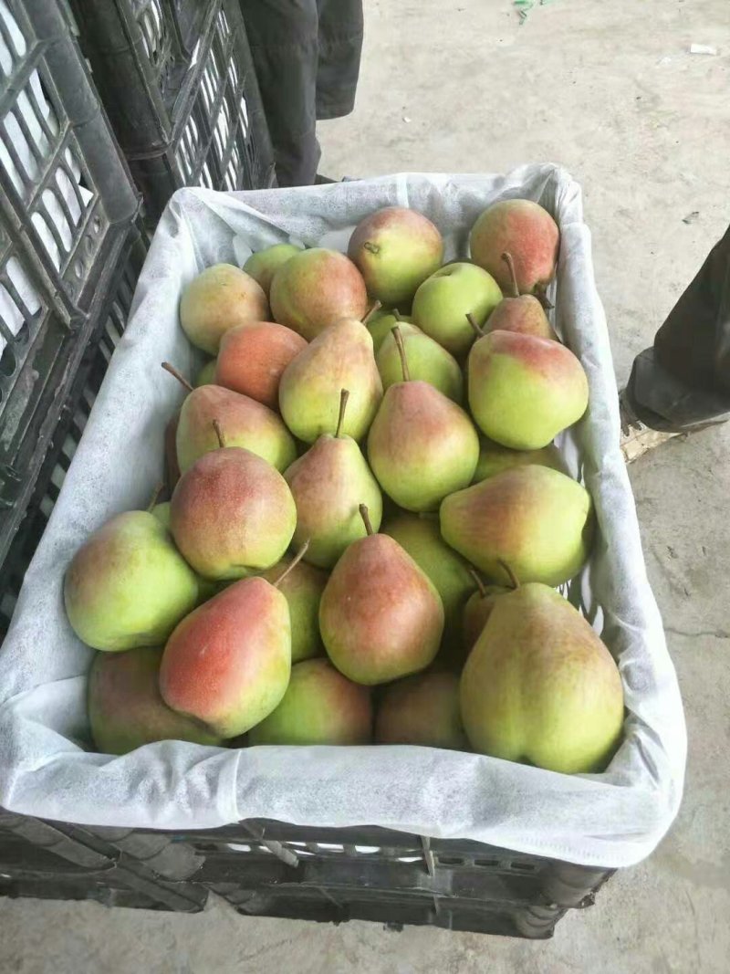 山西临猗坡上七月红梨，又名，红美酥