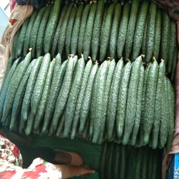 黄瓜