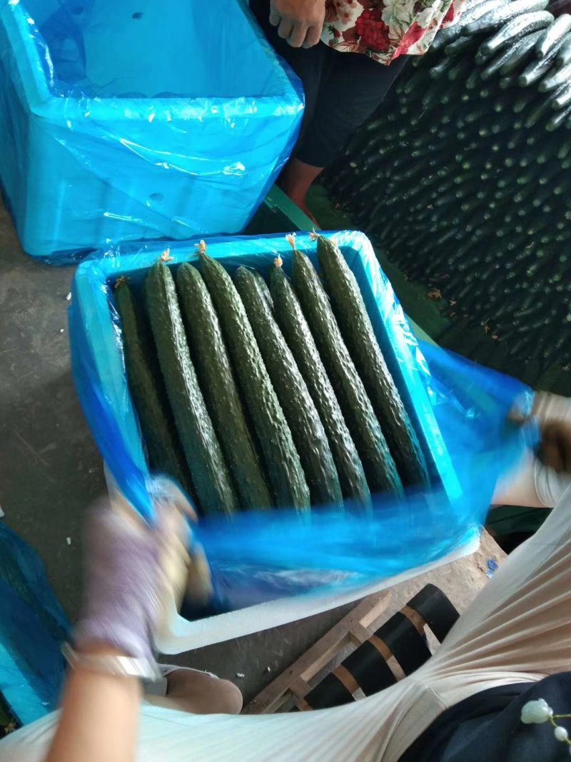 黄瓜