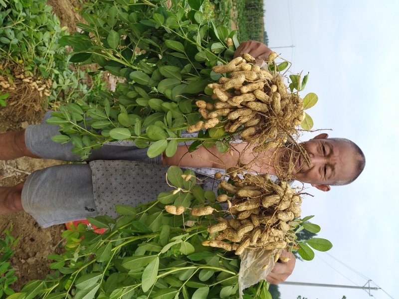 【花生】湖北精品花生小白沙湿花生基地直发欢迎选购