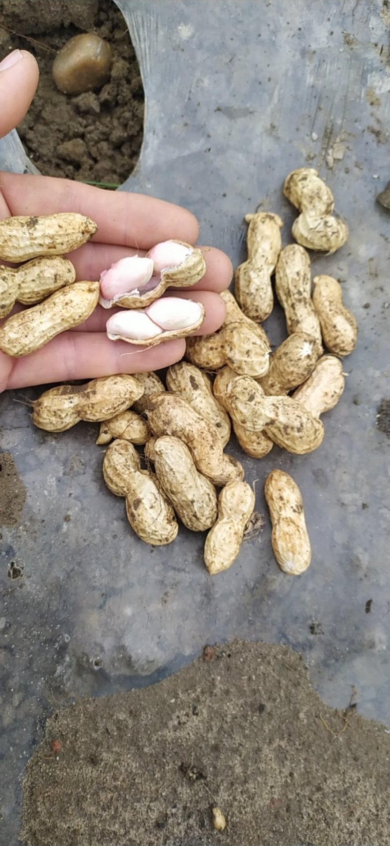 【花生】湖北精品花生小白沙湿花生基地直发欢迎选购