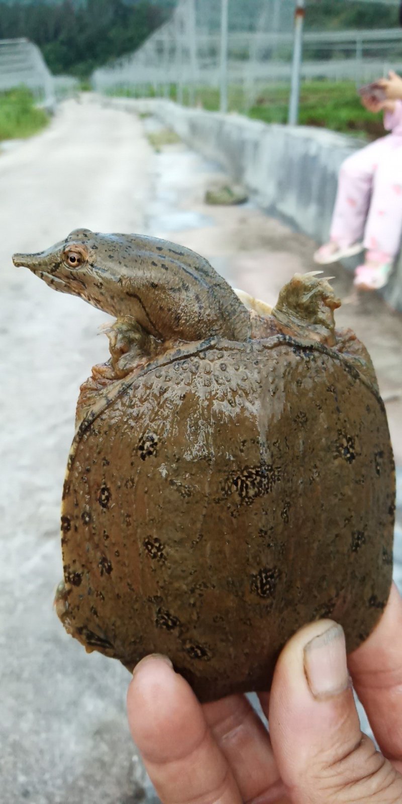 甲鱼苗