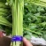 精品香芹，市场，超市直供联系