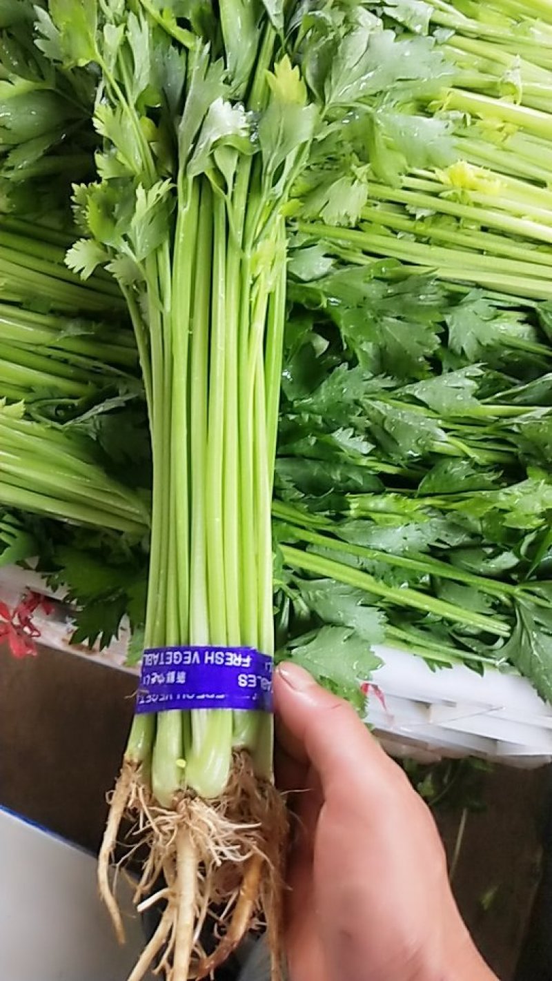 精品香芹，市场，超市直供联系