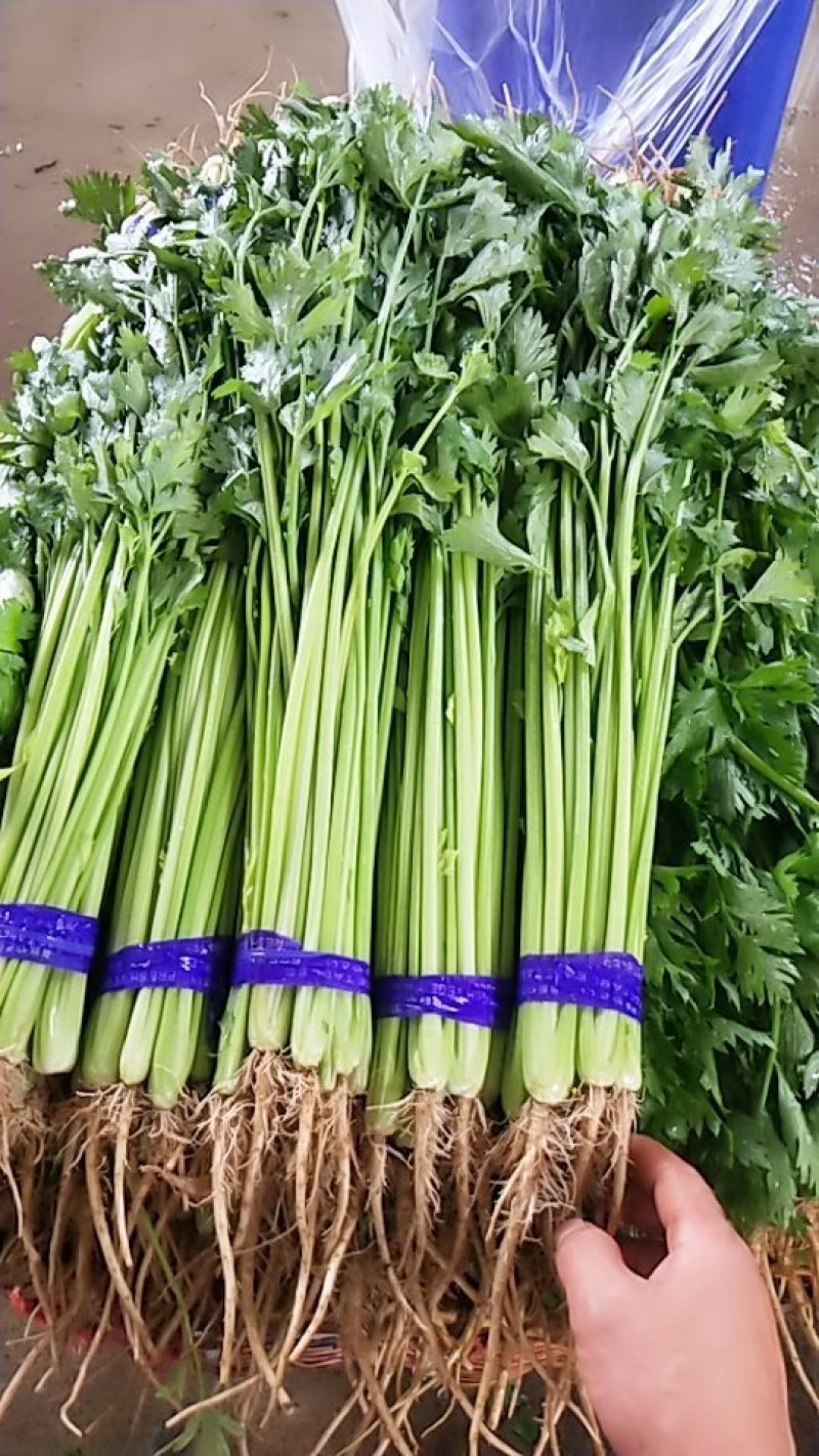 精品香芹，市场，超市直供联系