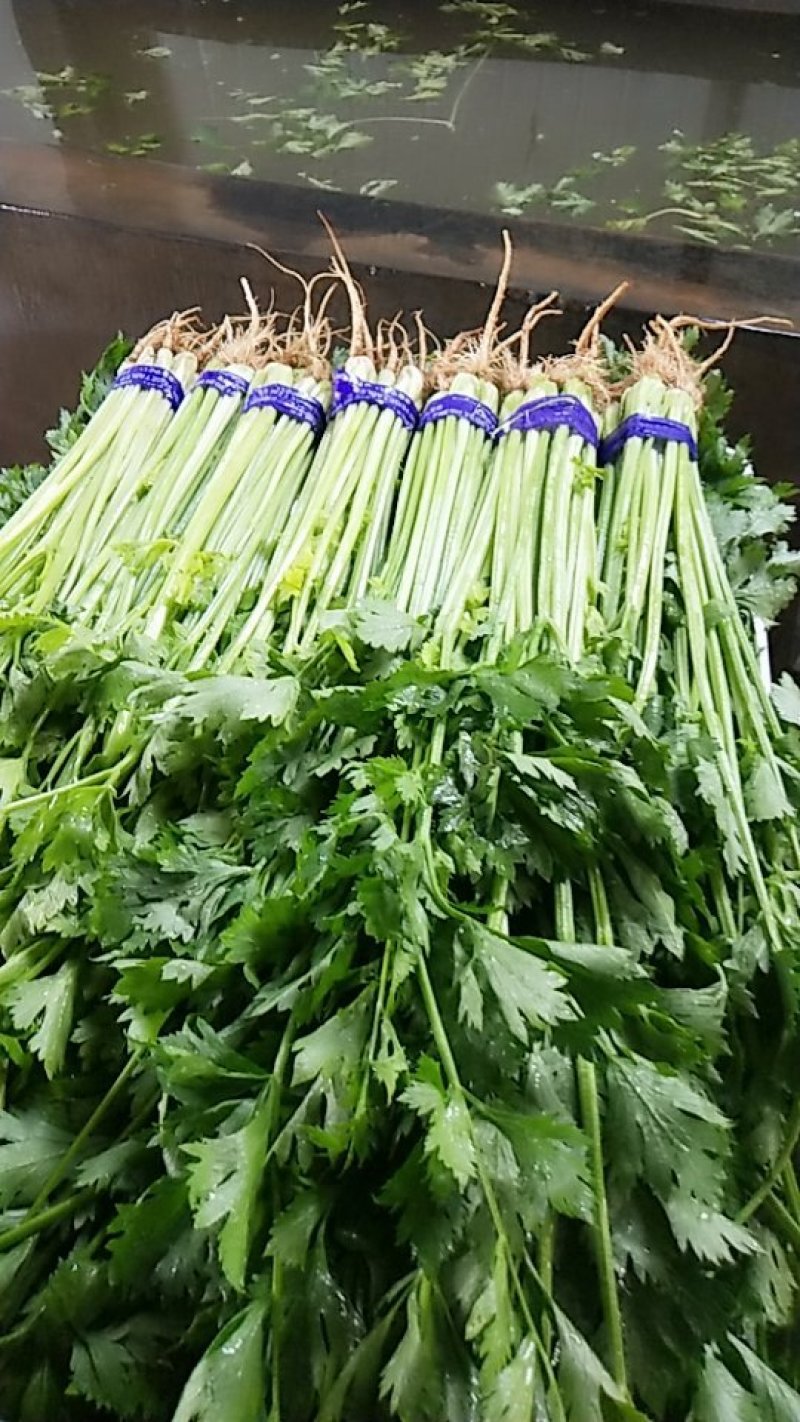 精品香芹，市场，超市直供联系
