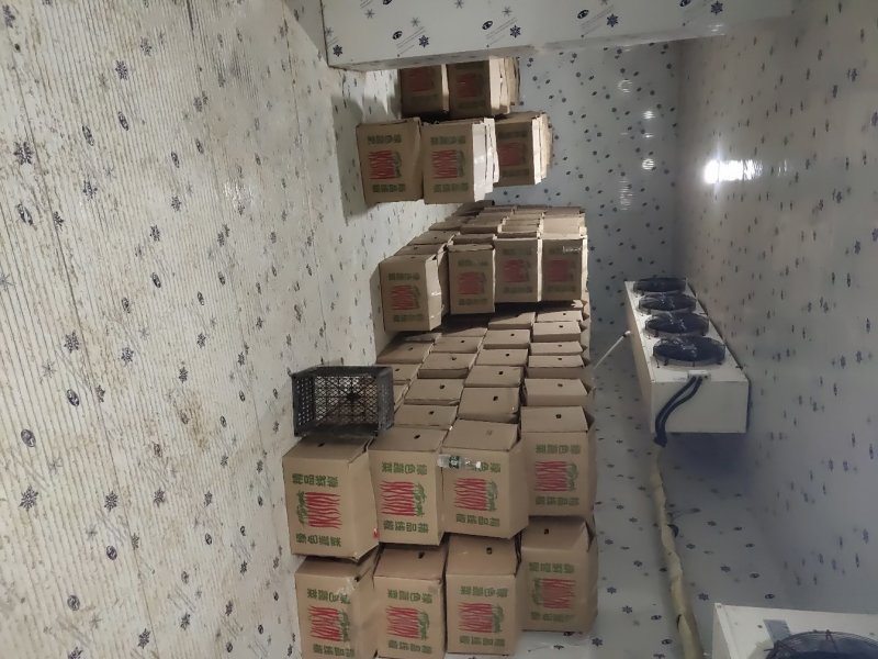 热销中河南商丘精品线椒产地直供质量保证货量大