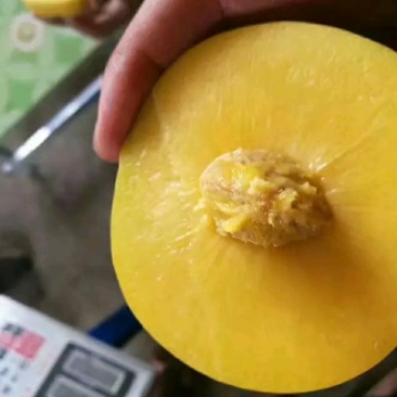 黄金冠黄桃个头大品质高，量大大大大大大大大