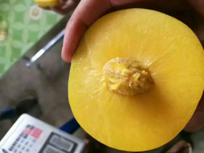 黄金冠黄桃个头大品质高，量大大大大大大大大