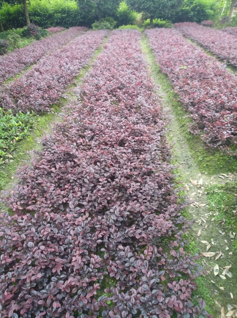 【精选】红花继木精品工程苗，毛球，大笼子30--50公分