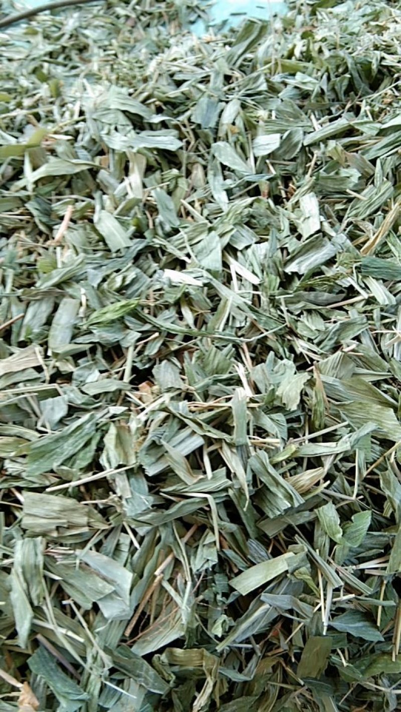 新货无根淡竹叶