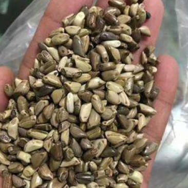 墨西哥玉米草种子，进口墨西哥种子高产牧草品种种子