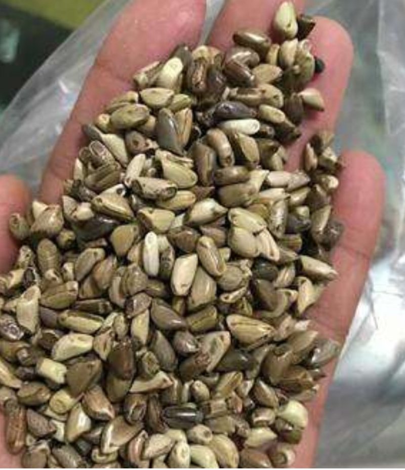 墨西哥玉米草种子，进口墨西哥种子高产牧草品种种子