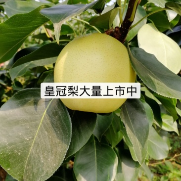 皇冠梨纸袋品质有保障货源充足。。