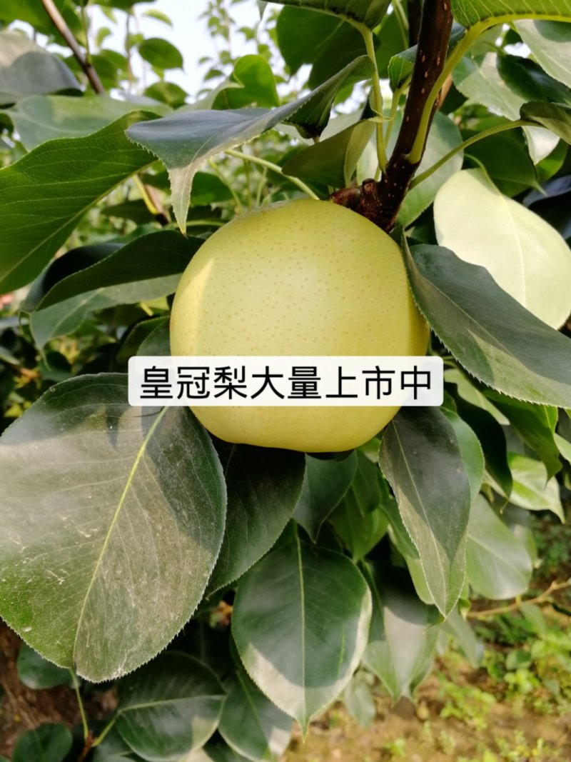 皇冠梨纸袋品质有保障货源充足。。