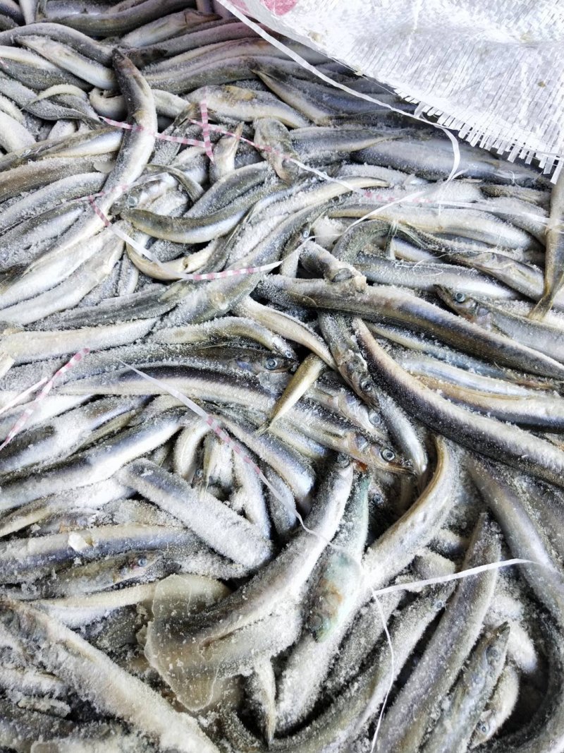 沙钻鱼海泥鳅，水产养殖饲料多宝鱼饲料，