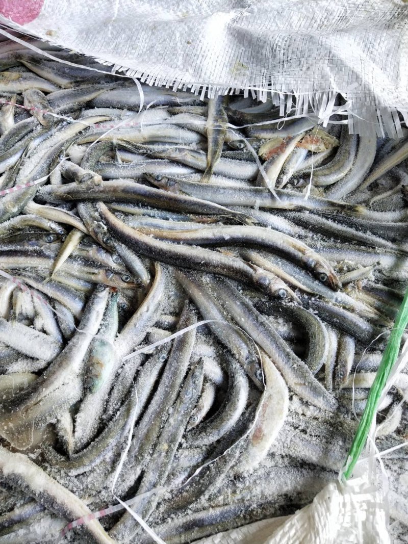 沙钻鱼海泥鳅，水产养殖饲料多宝鱼饲料，