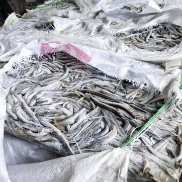 沙钻鱼海泥鳅，水产养殖饲料多宝鱼饲料，