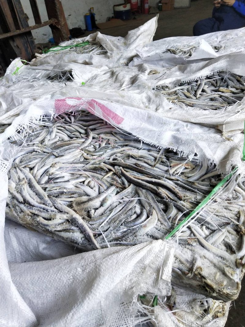 沙钻鱼海泥鳅，水产养殖饲料多宝鱼饲料，