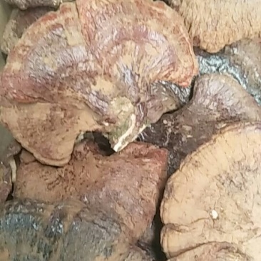 野生灵芝