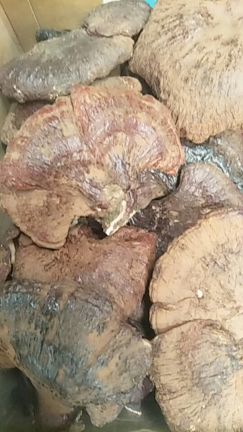 野生灵芝