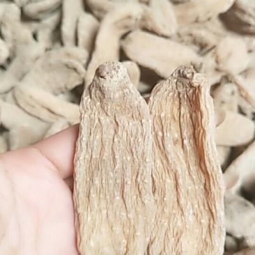 天麻