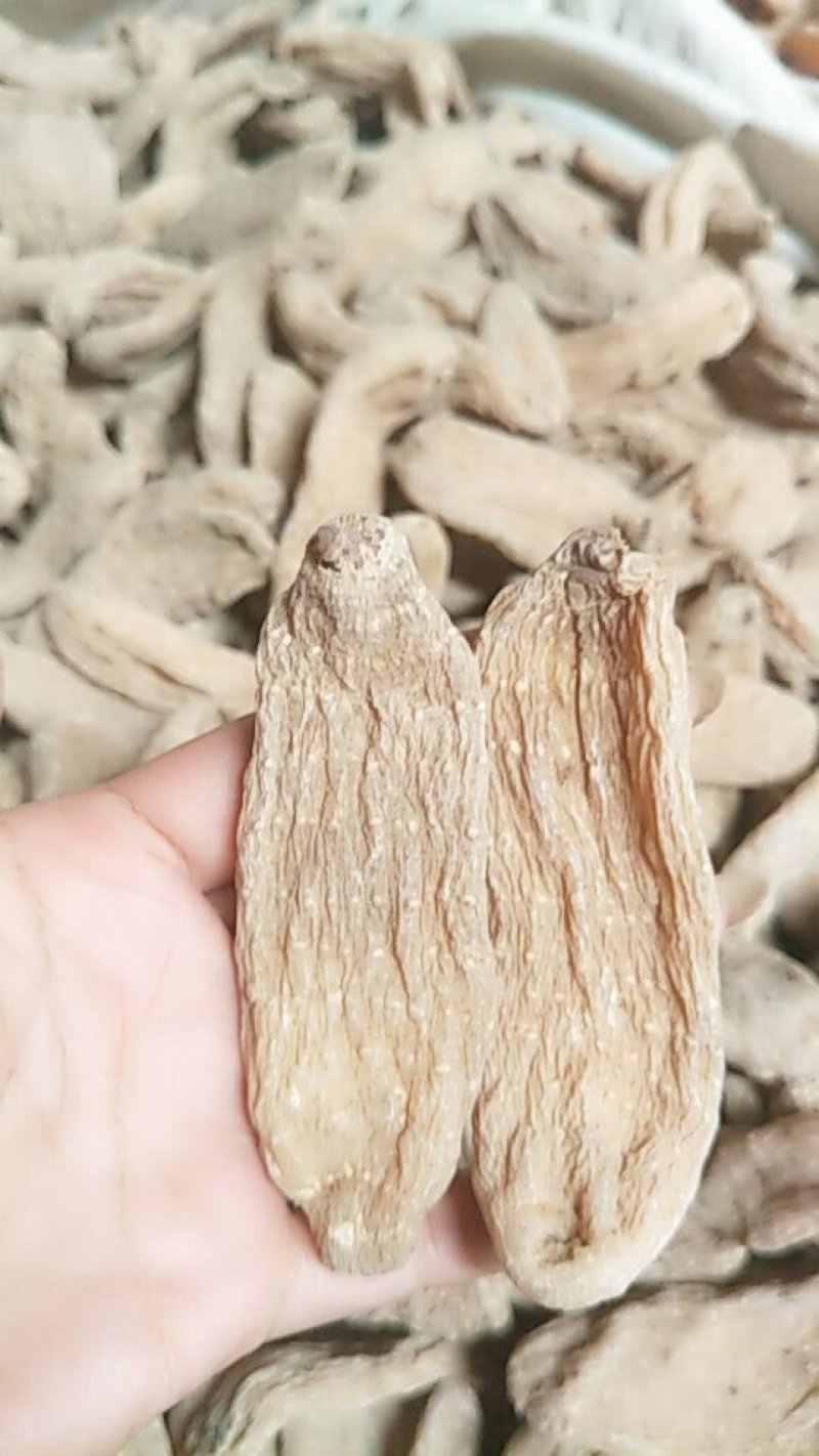 天麻