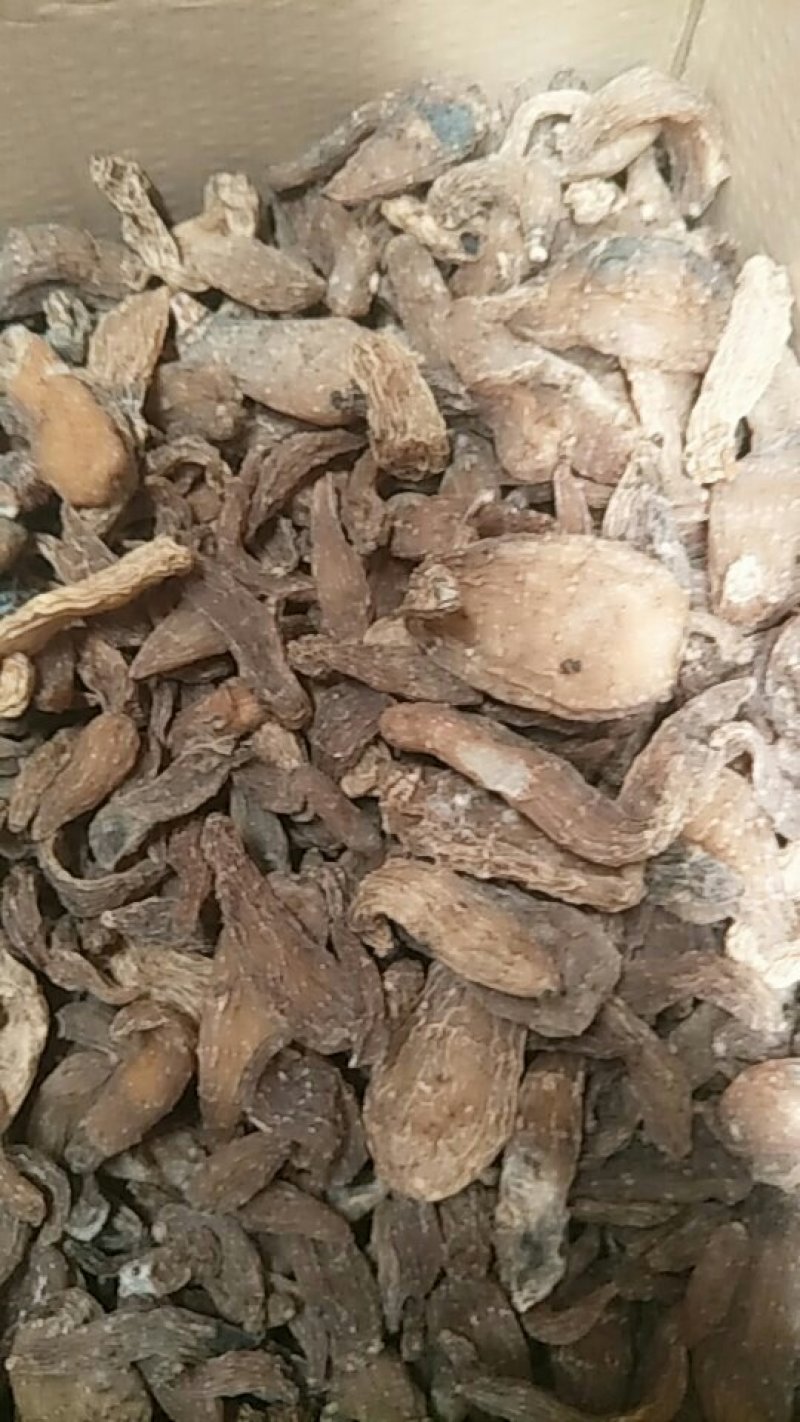 野生天麻